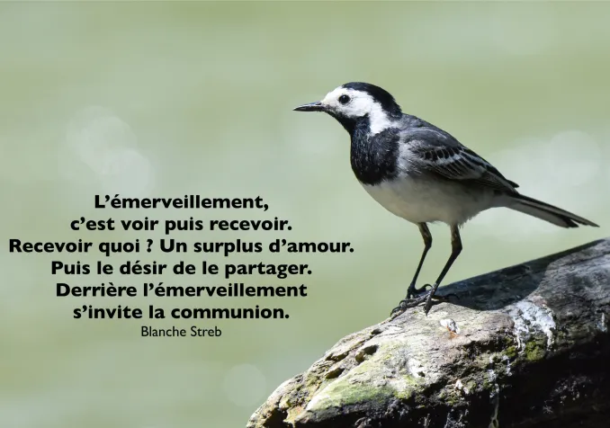 © R. Rindlisbacher