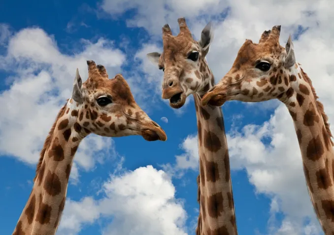 Trois girafes "discutent" devant un ciel légèrement nuageux