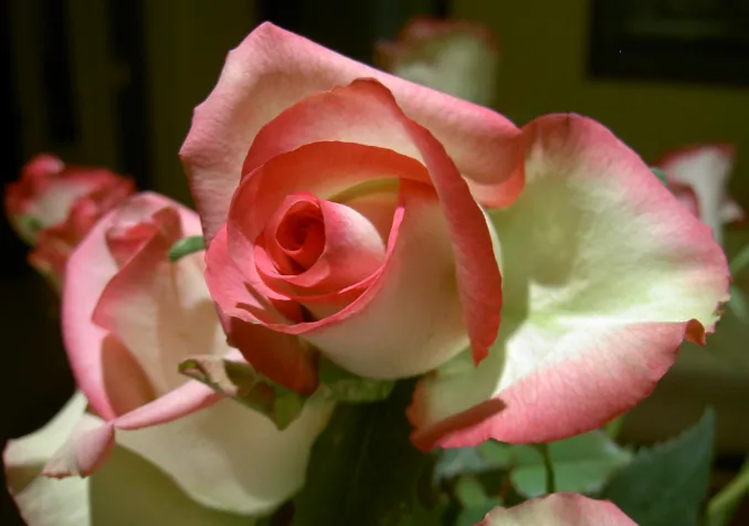 L'amour agape, aux sources de la famille chrétienne Flickr CC BY-NC-ND 2.0 Michelle