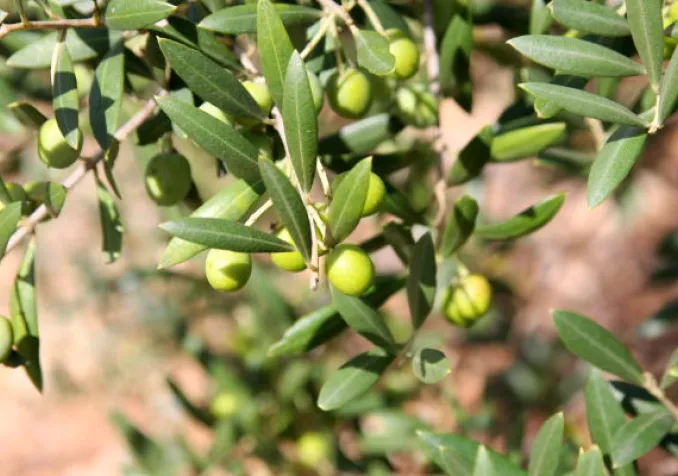 Oliviers - arton5833-1fde1