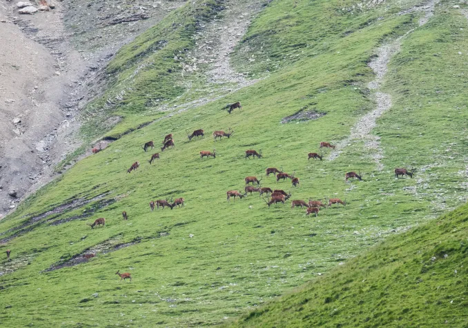 ©Parc national suisse