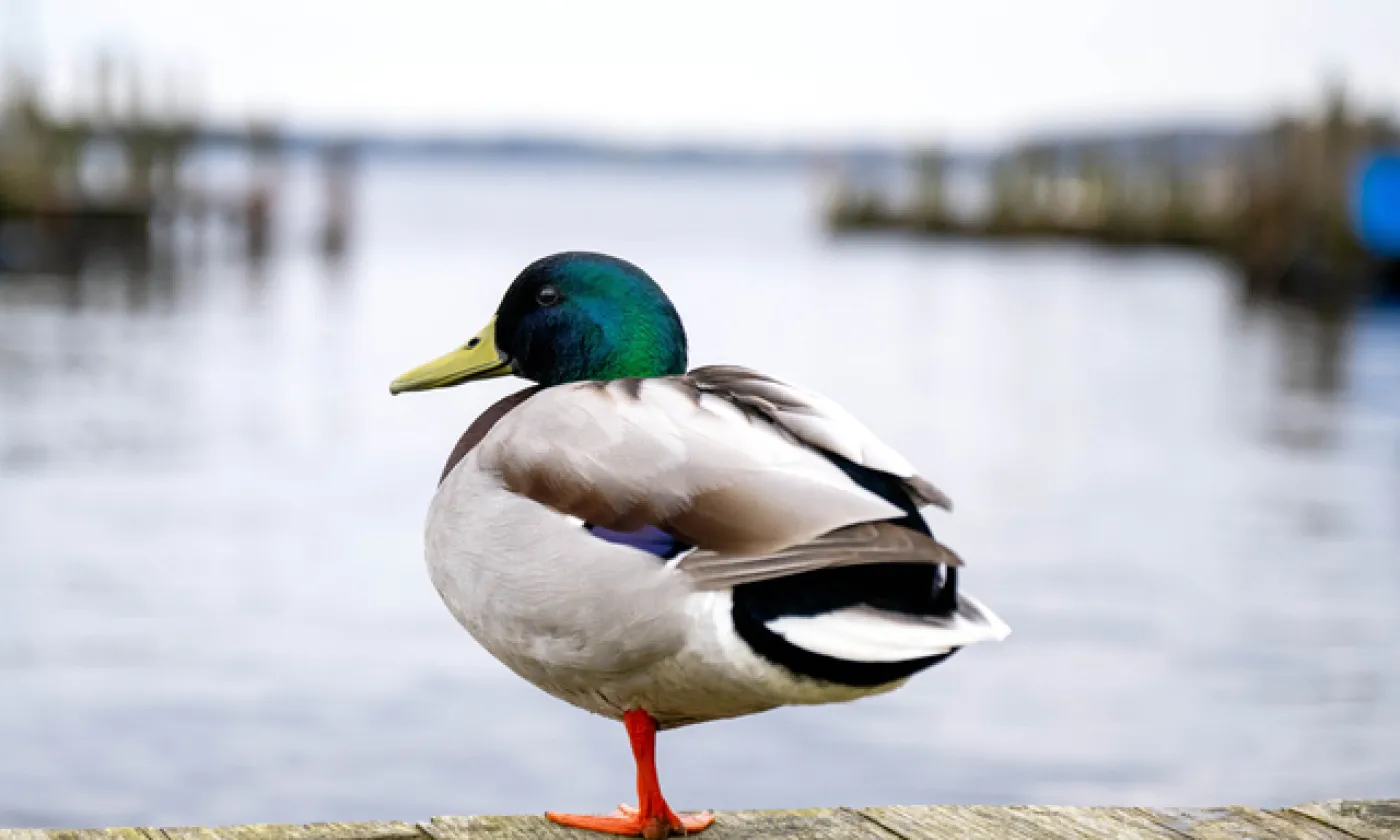 Un canard au bord de l'eau. KEYSTONE / DPA - SINA SCHULDT