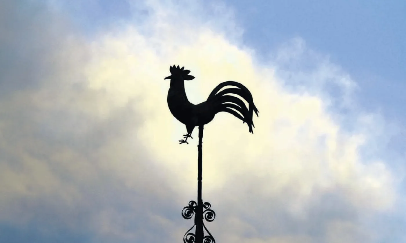 La vigilance du coq ©Pierre Bohrer