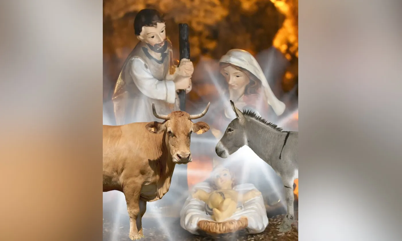 Quand l’âne et le bœuf jouent les intrus dans la crèche ©RTSreligion