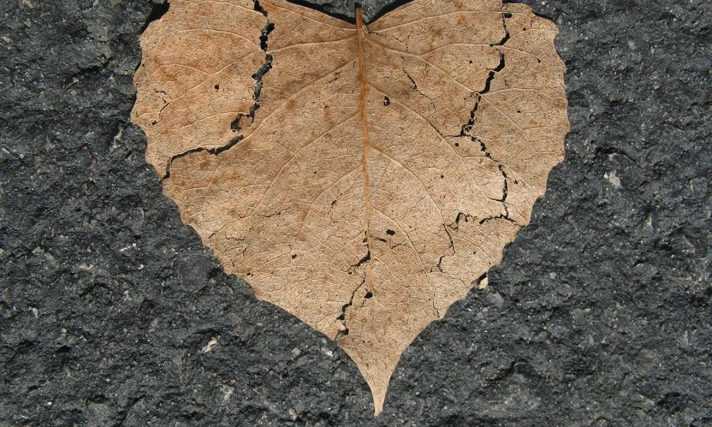 Parler de son deuil ©Pixabay