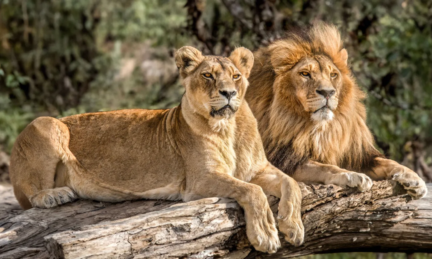 Controverse dans un zoo indien sur fond de tensions entre l'islam et l'hindouisme ©iStock