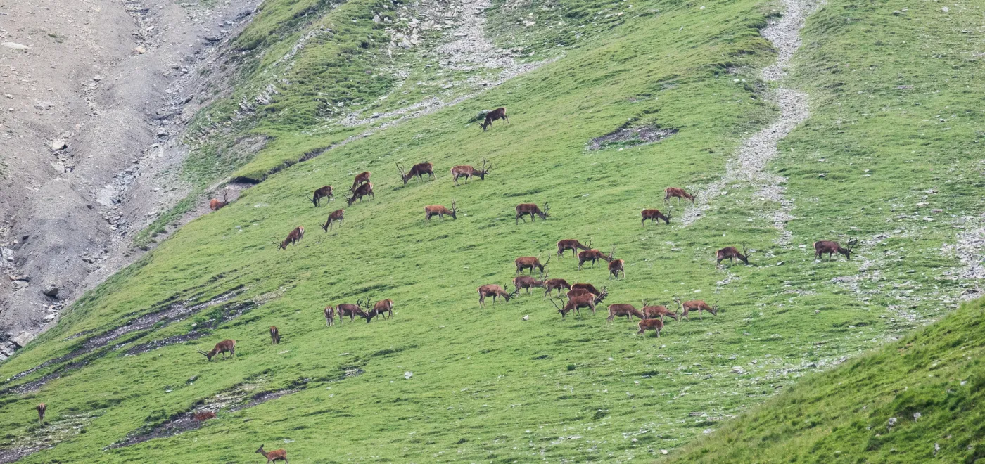 Le parc national suisse, une réussite exemplaire ©Parc national suisse